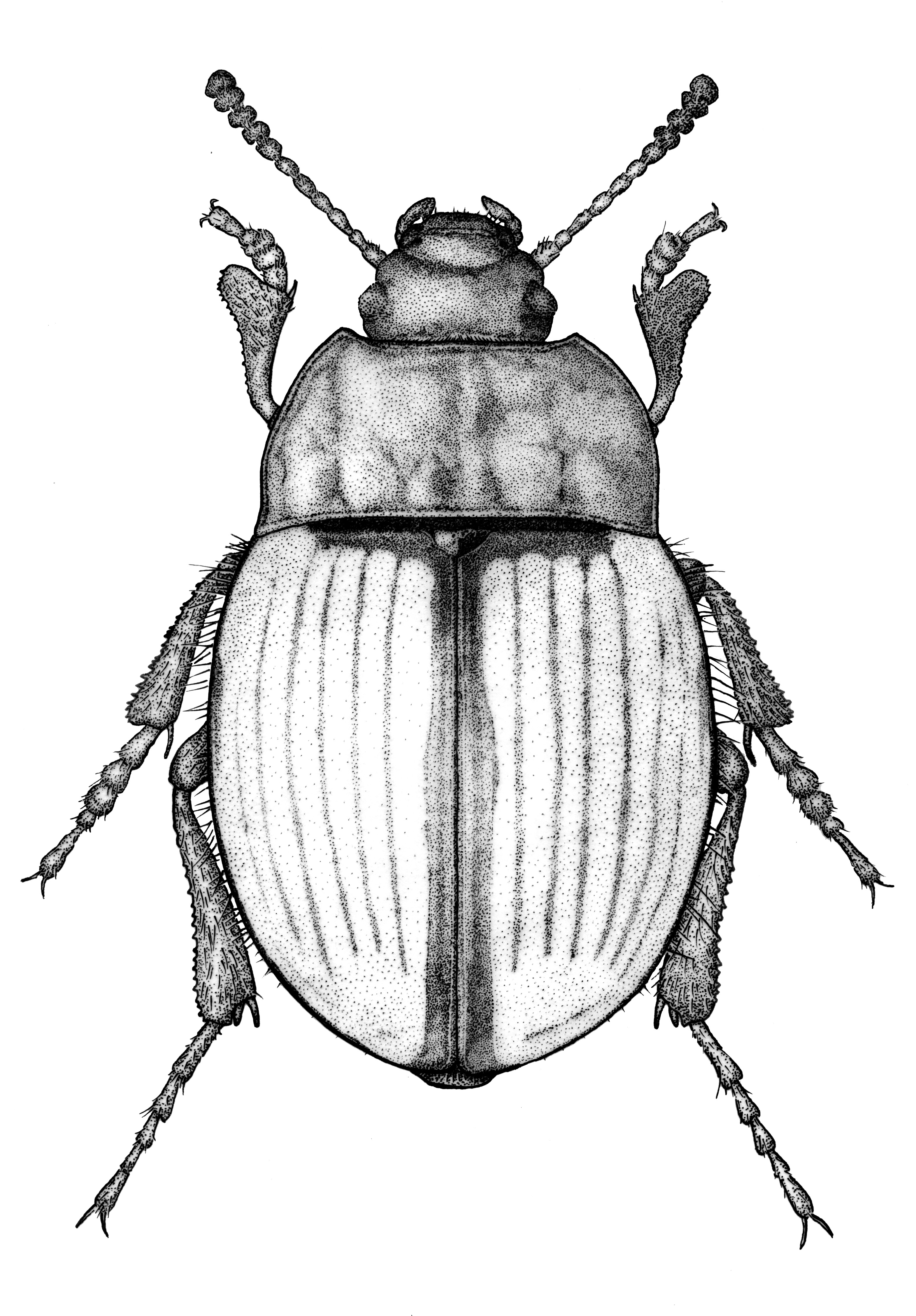 Callicomus Riederei